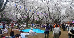 Hanami01